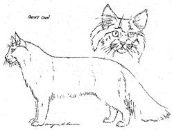 Main Coon body and head View